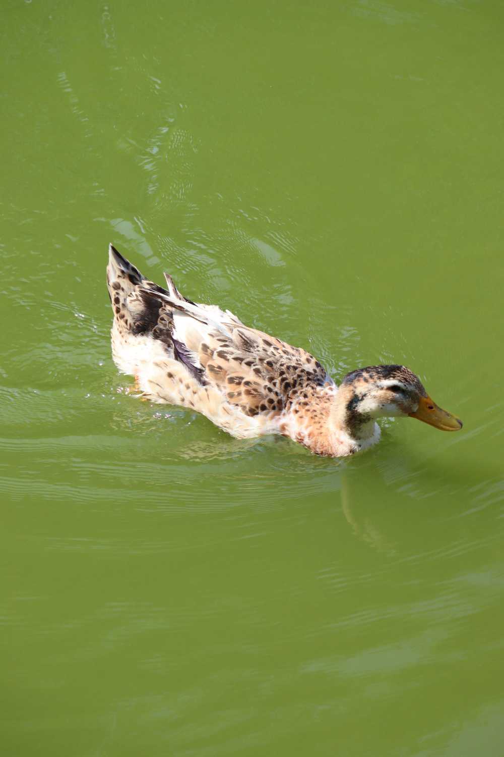 碧水鸭
