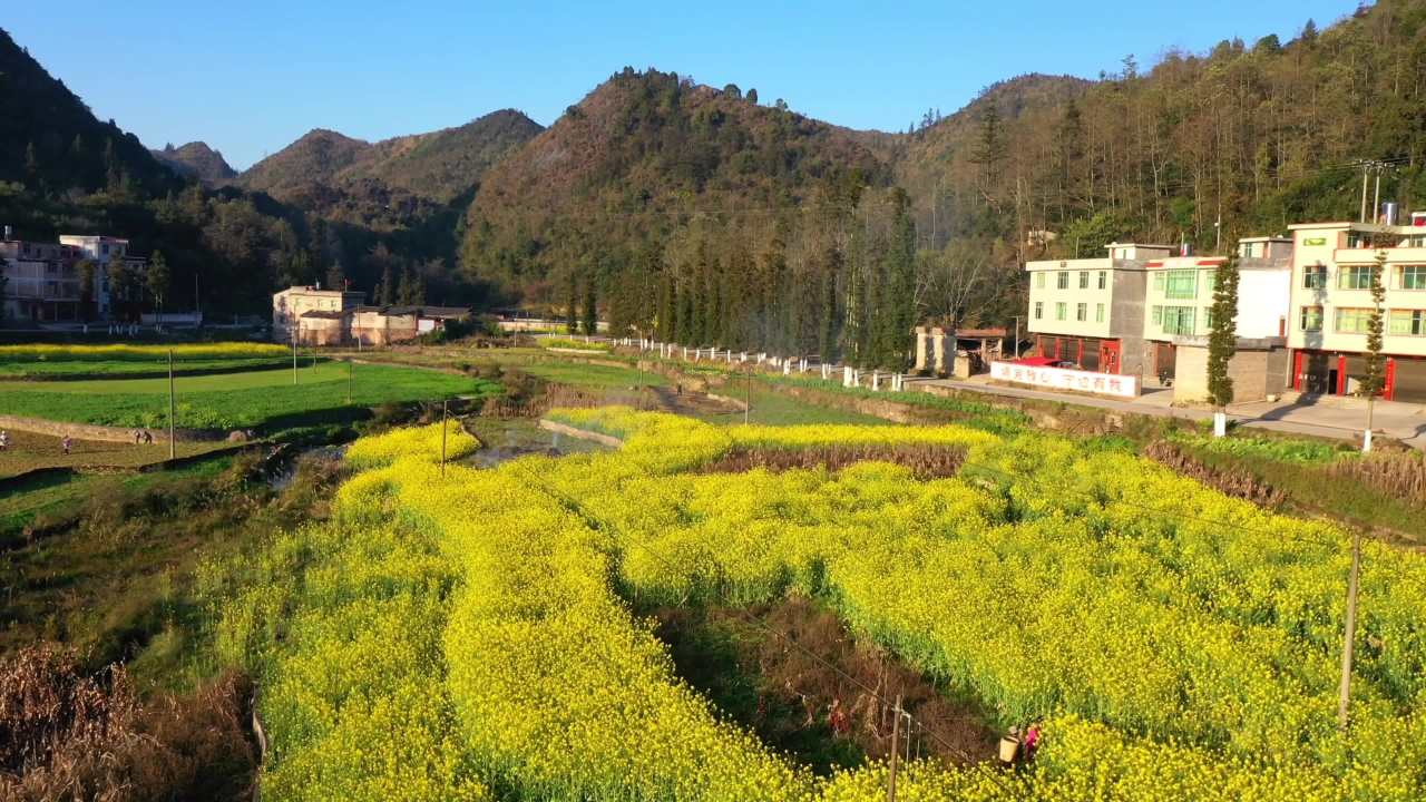乡村油菜花田的宁静时光