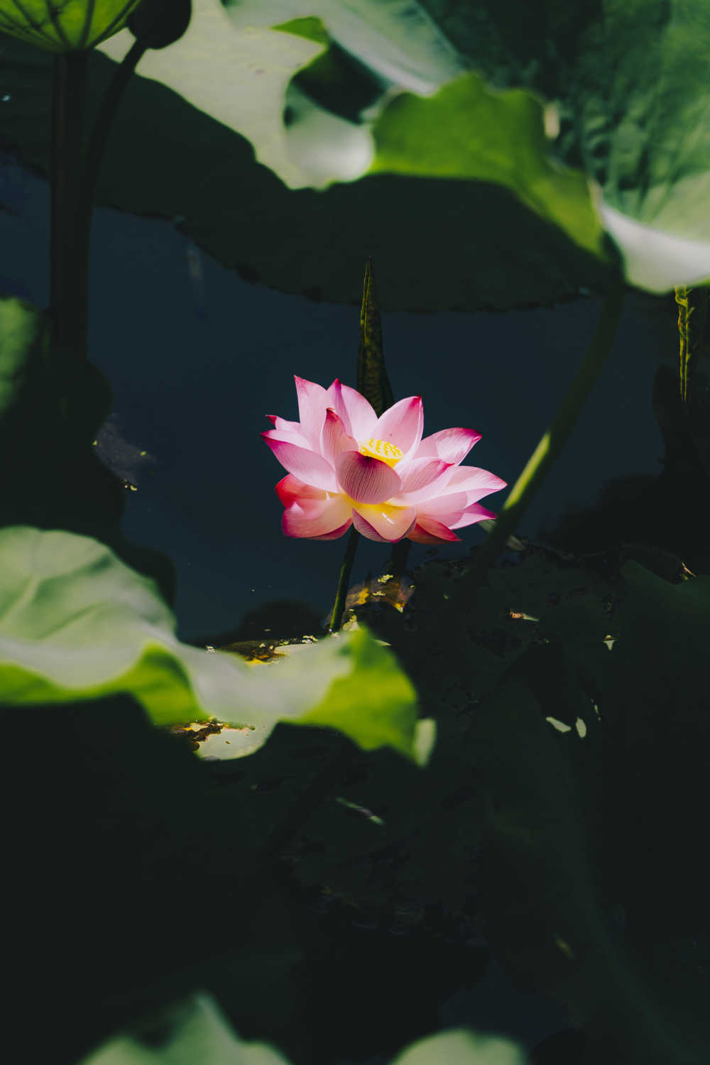 荷