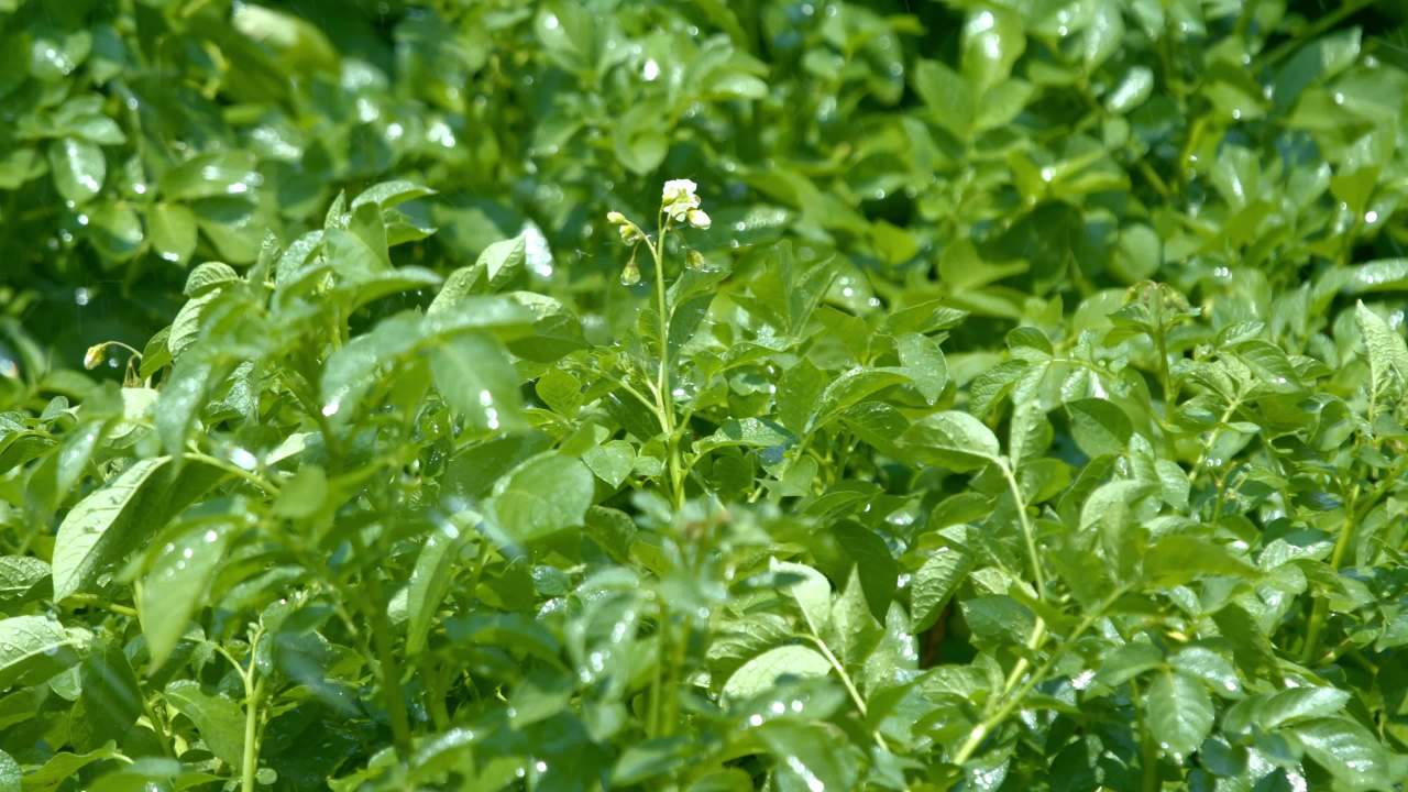 雨中绿意盎然的花田