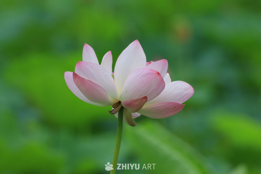 荷花 22