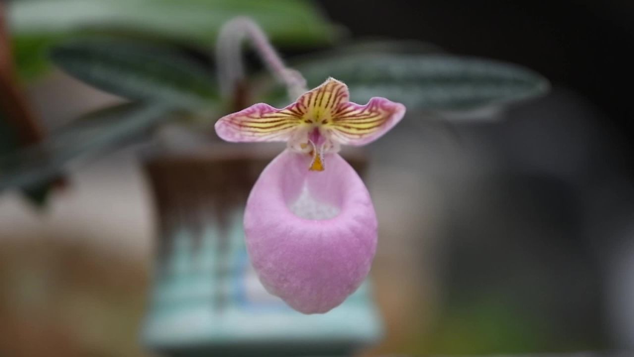 植物界“大熊猫”兜兰