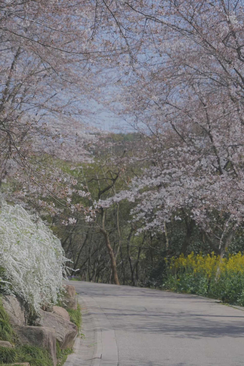 樱花路下