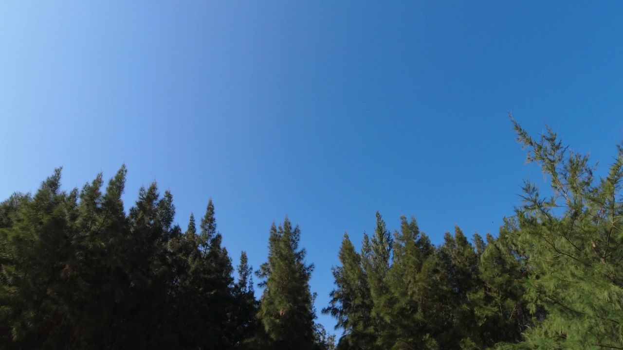 晴空下的树木，蓝天