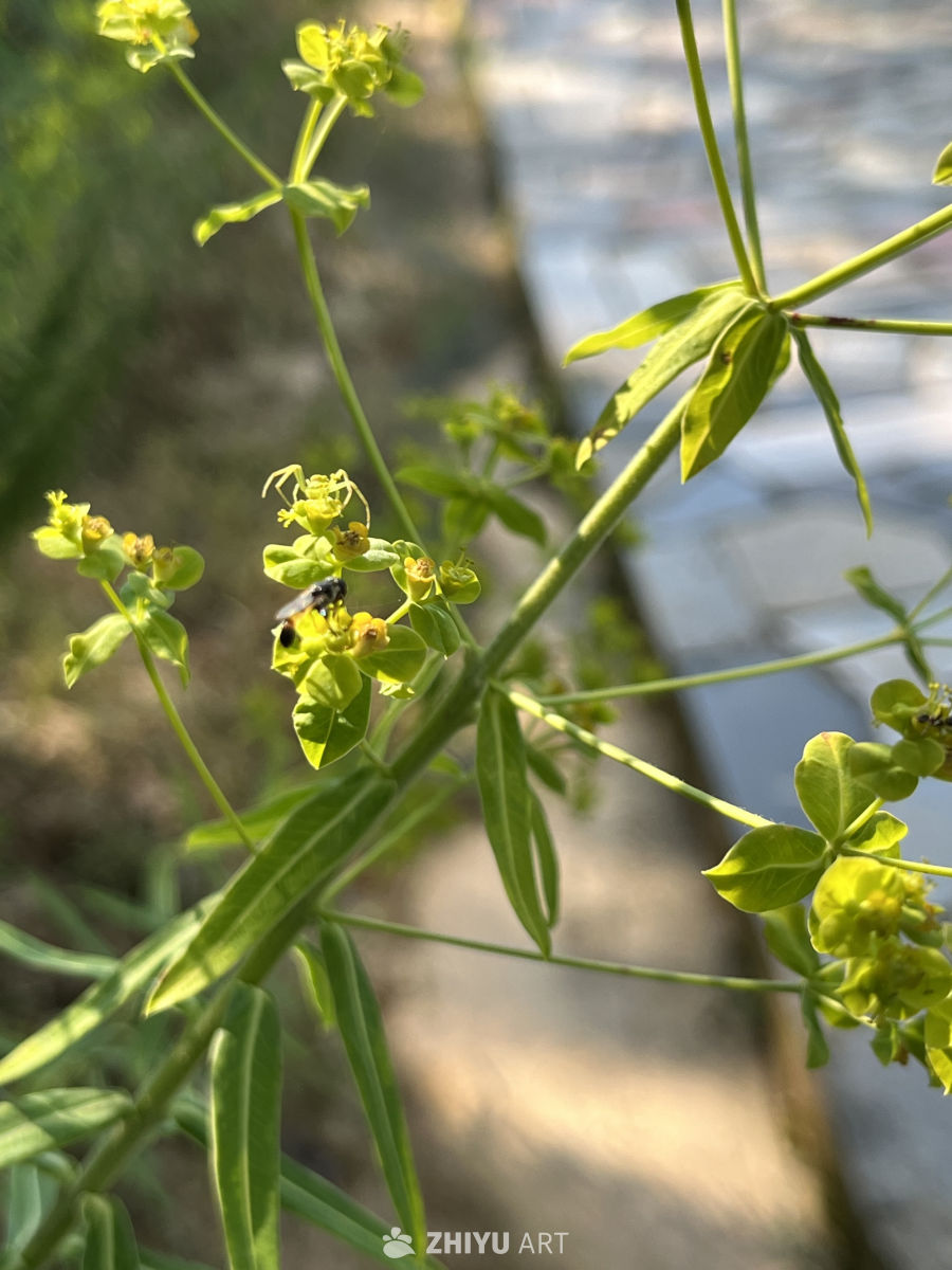 阳光下的花与蜂