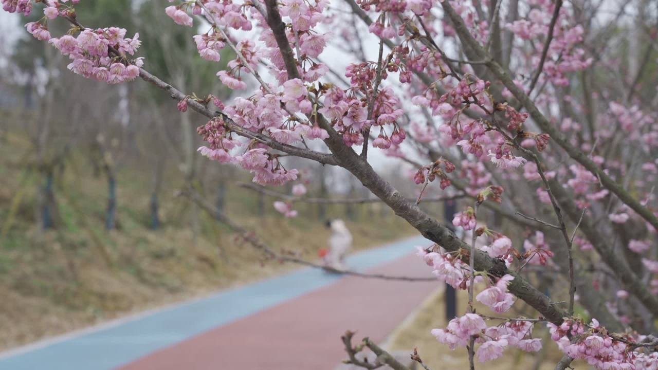 春日樱花道