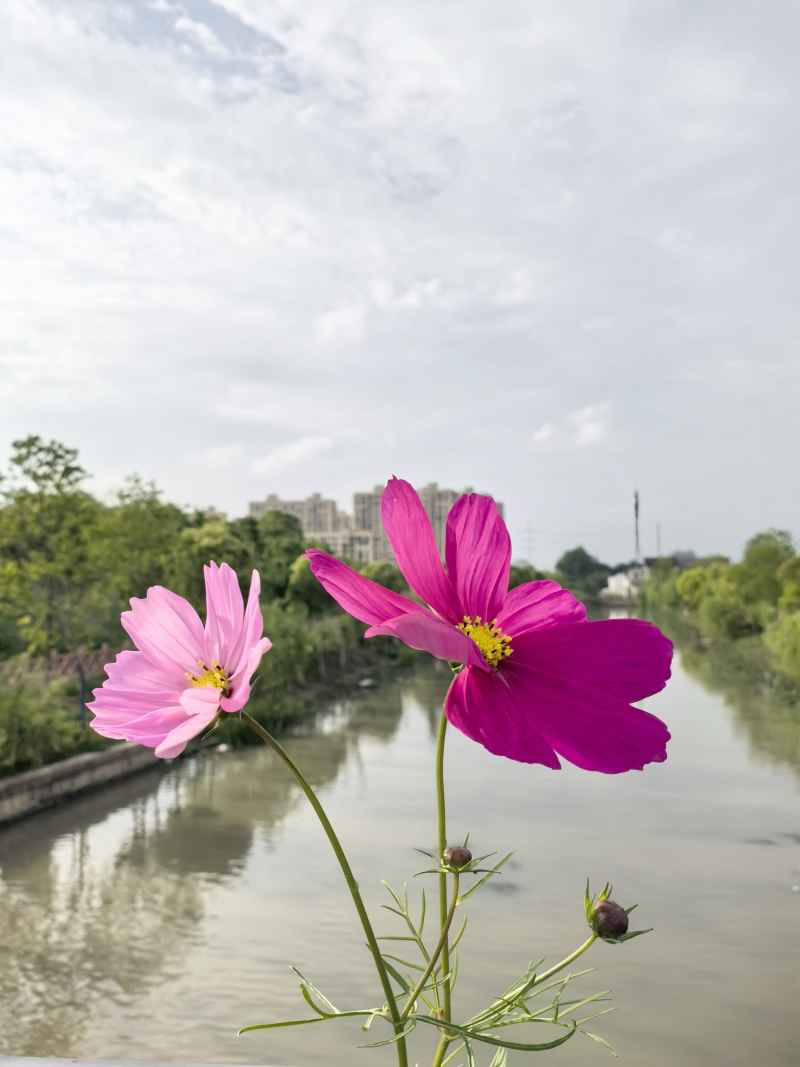 格桑花