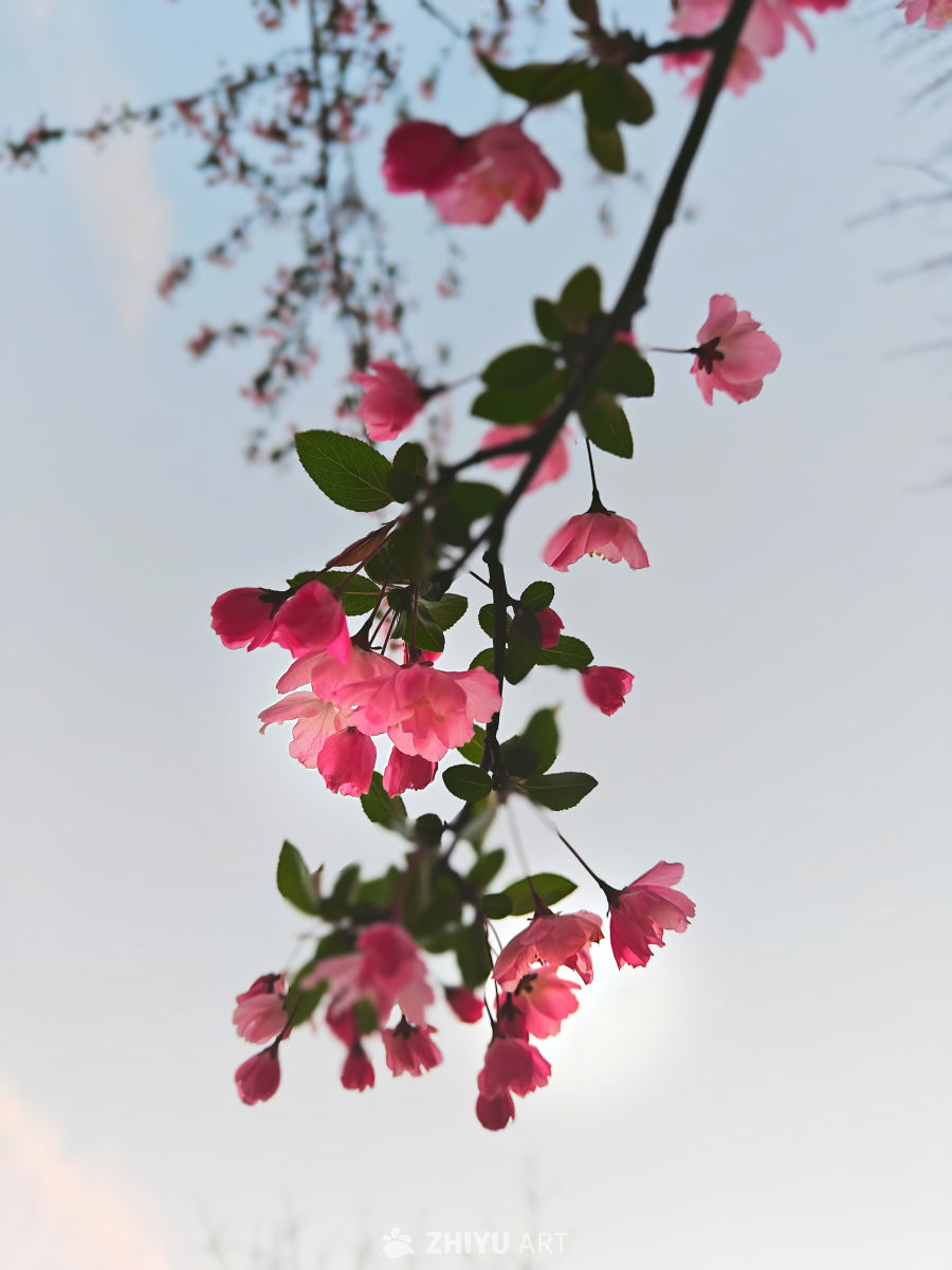 一枝红花