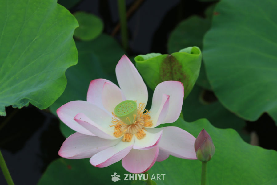 荷花 1