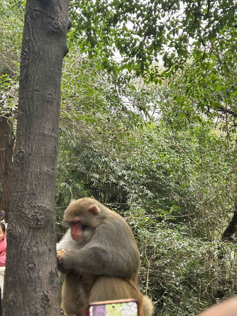 黔灵山之旅 16