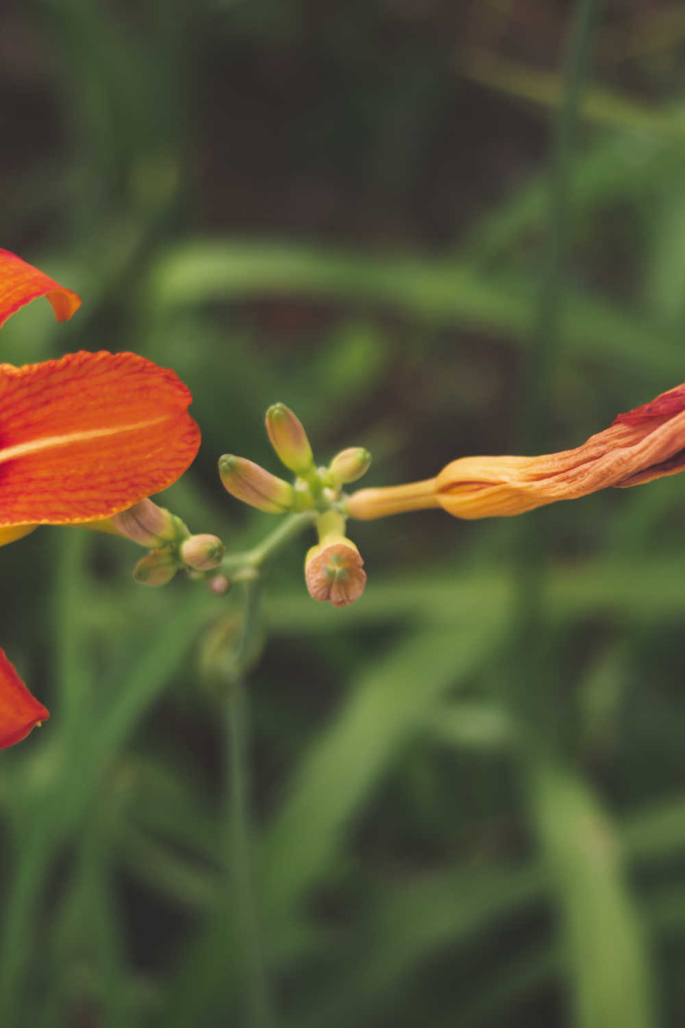黄花