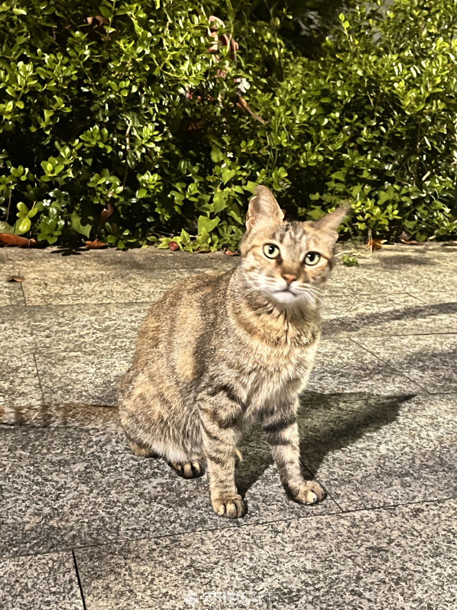 阳光下的街头小猫