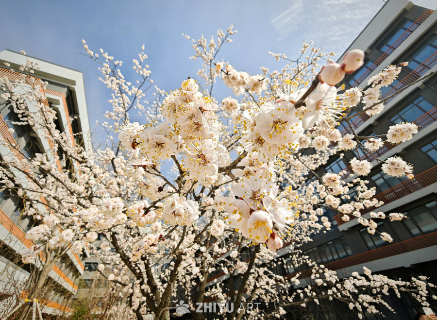 花 5
