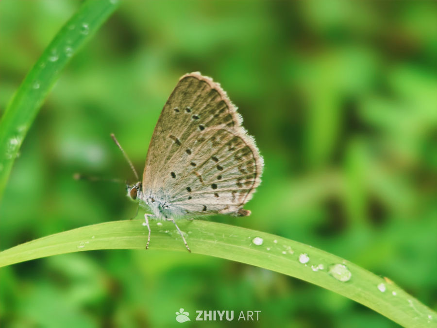绿叶上的蝴蝶与露珠