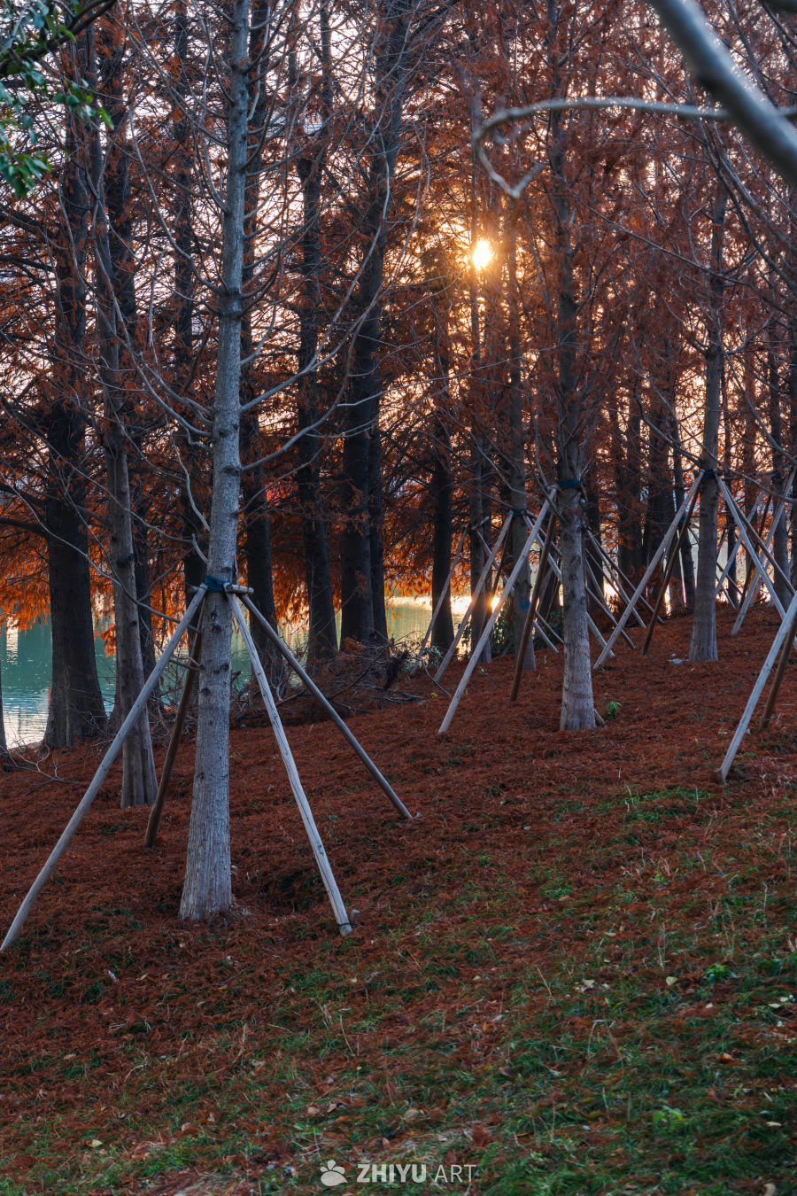 秋日林间夕阳景