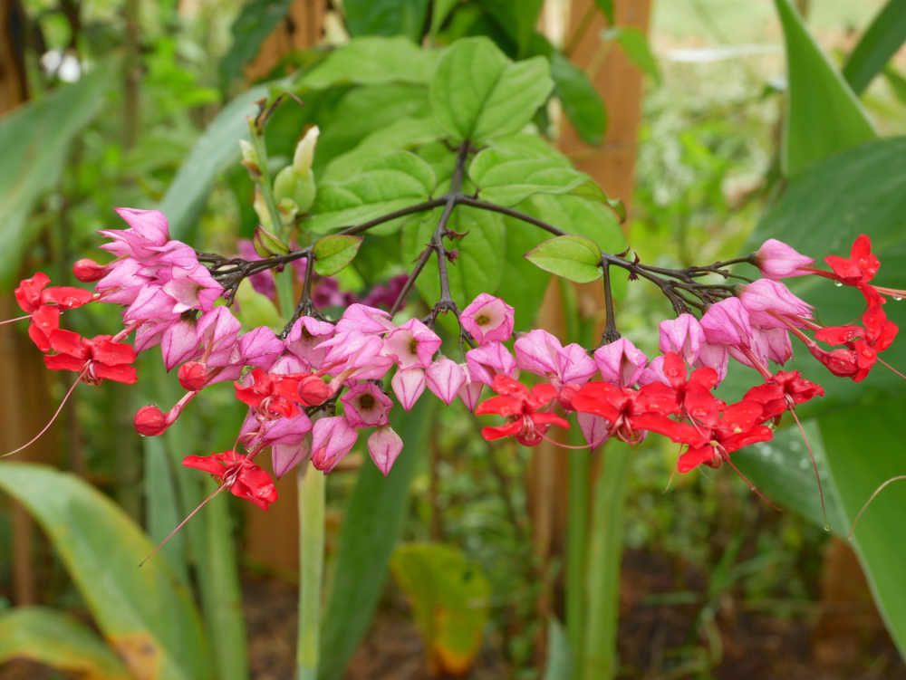 花开龙吐珠