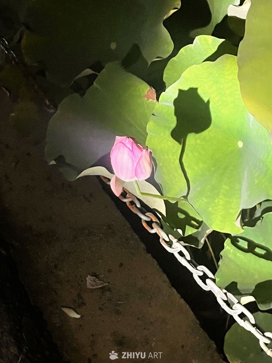 夜色中的莲与链