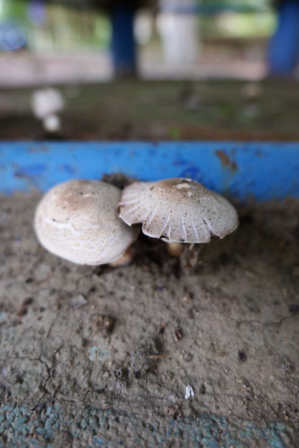 蘑菇