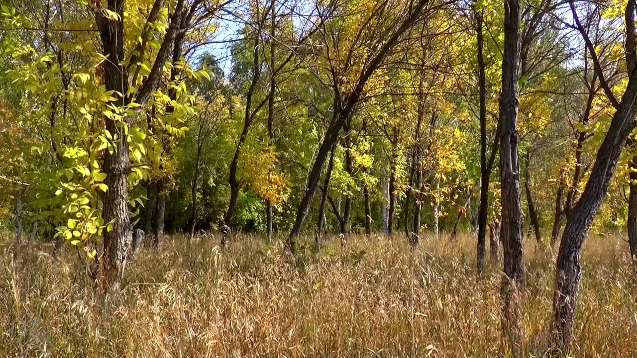 秋季森林秋叶金色