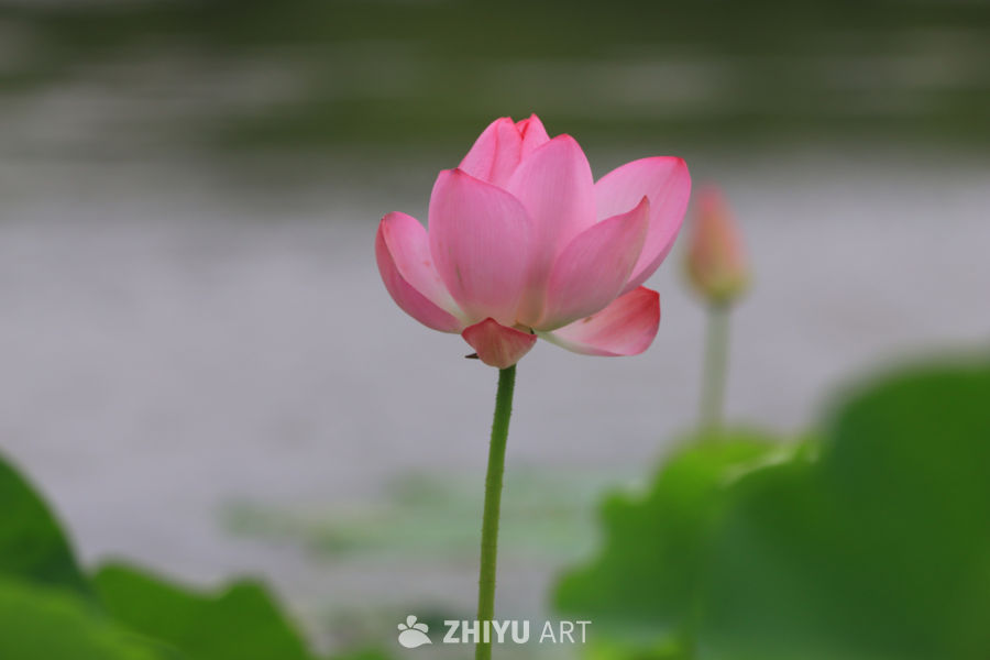 荷花 23