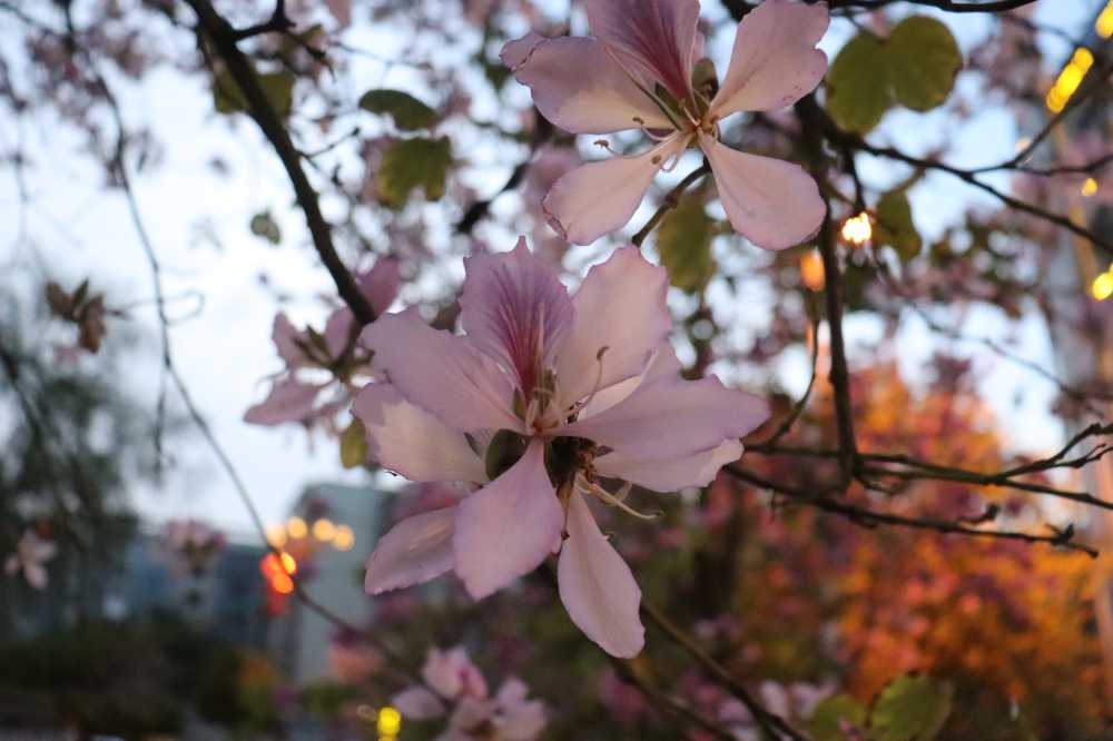 紫荆花