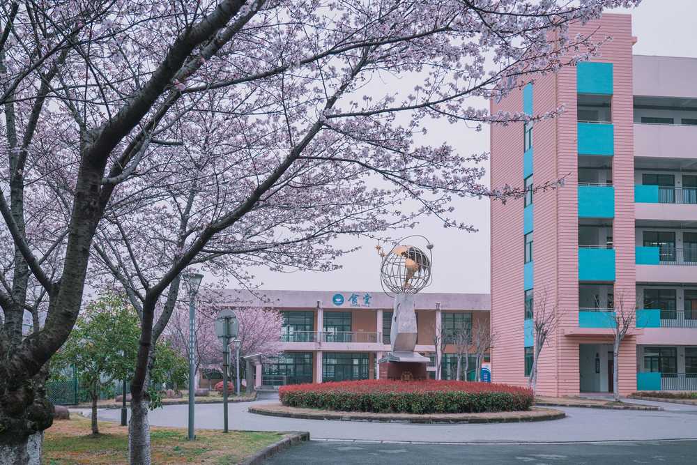 樱花季