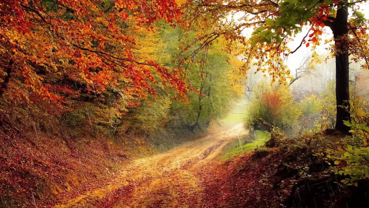 雨秋秋天叶子叶季节枫橙色自然分支机构黄色绿色丛林森林路