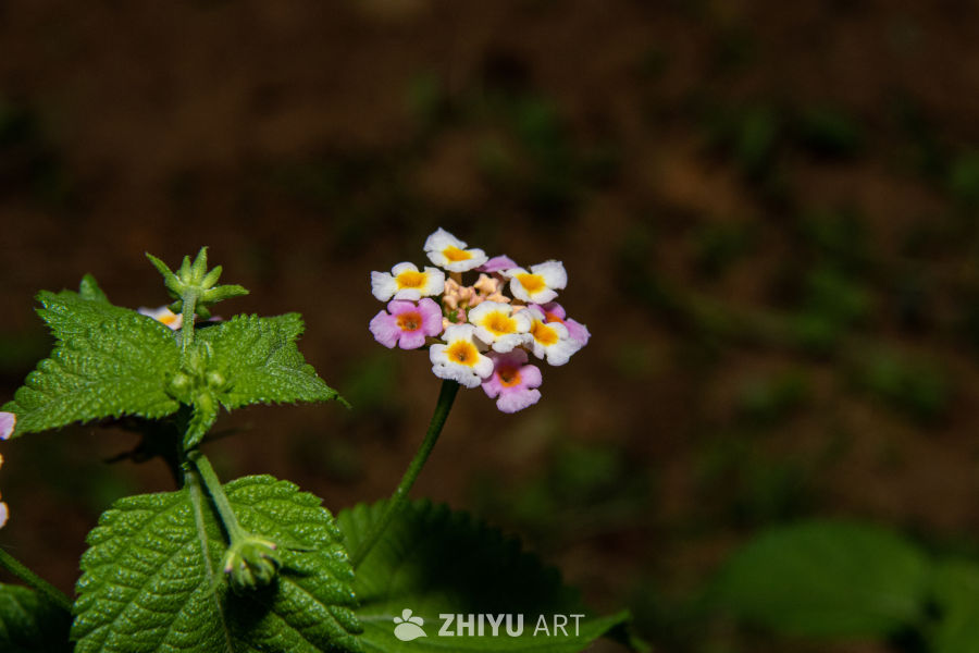 中药材与药材花 82