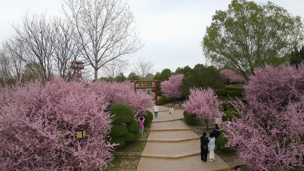 樱花盛开的公园