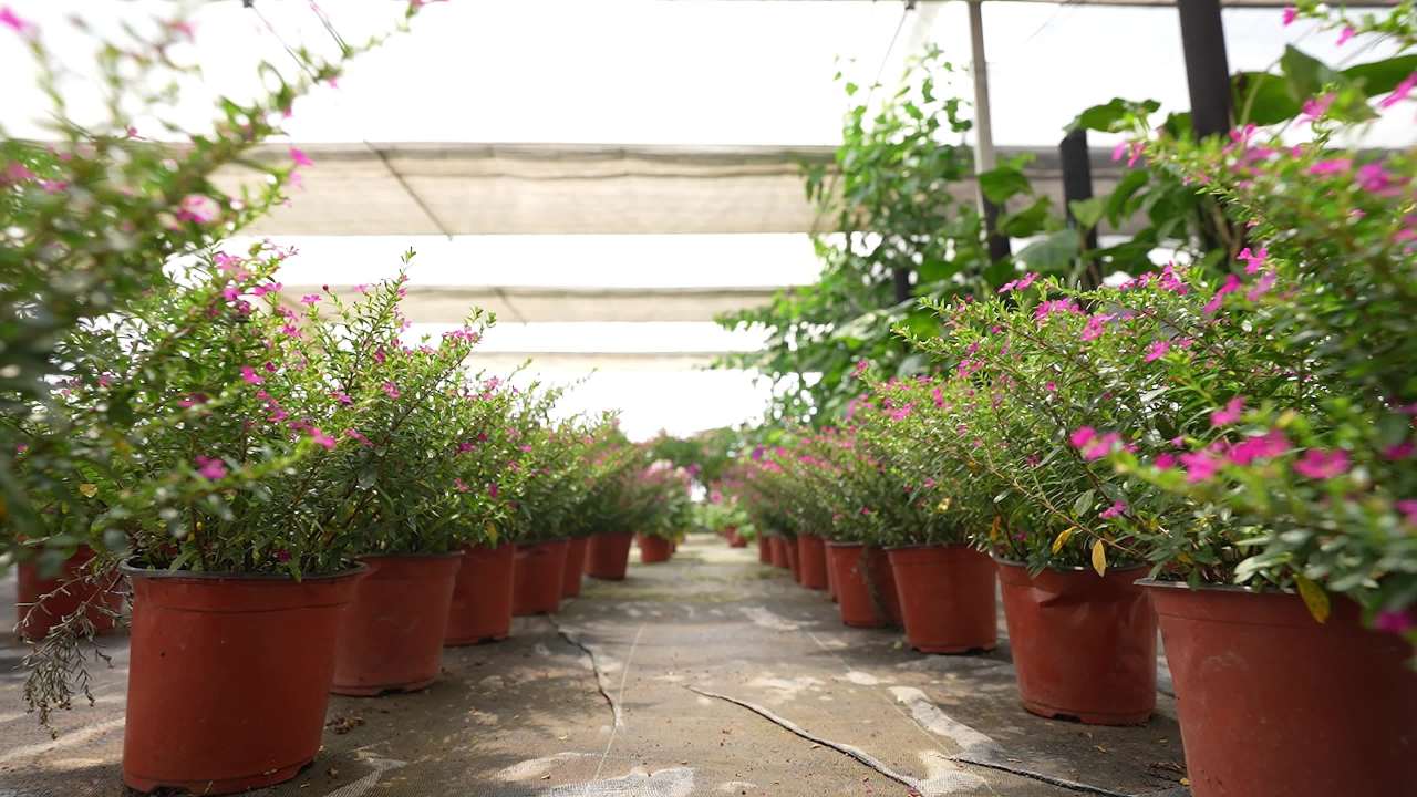 盆栽绿植花卉大棚
