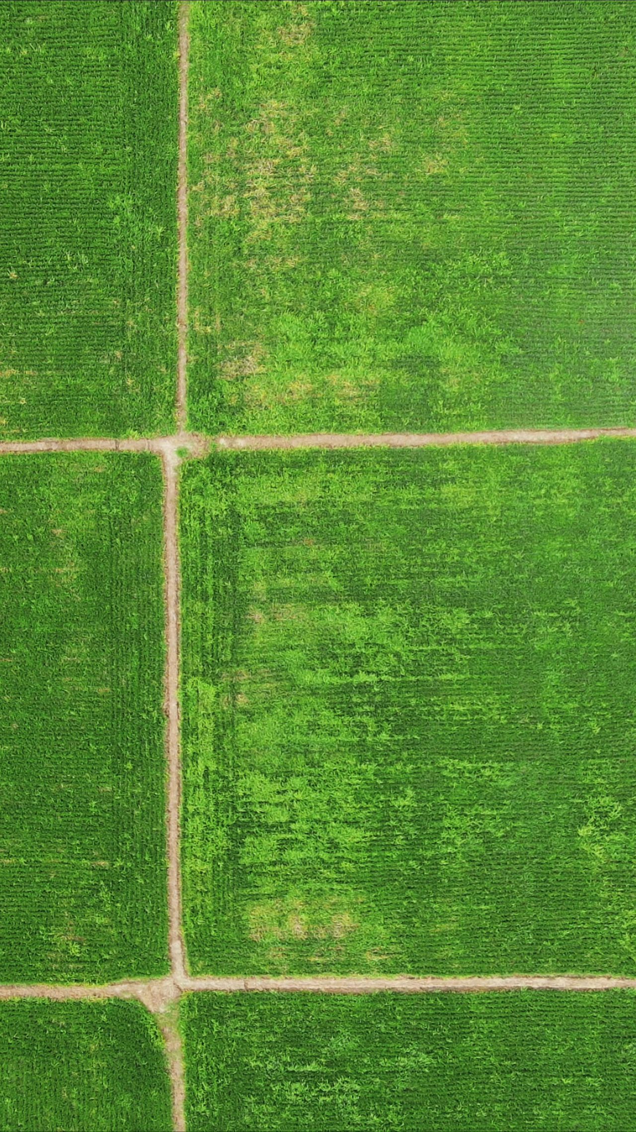 绿色农田农业种植水稻竖屏航拍