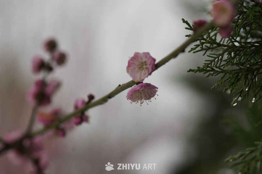 春日梅香