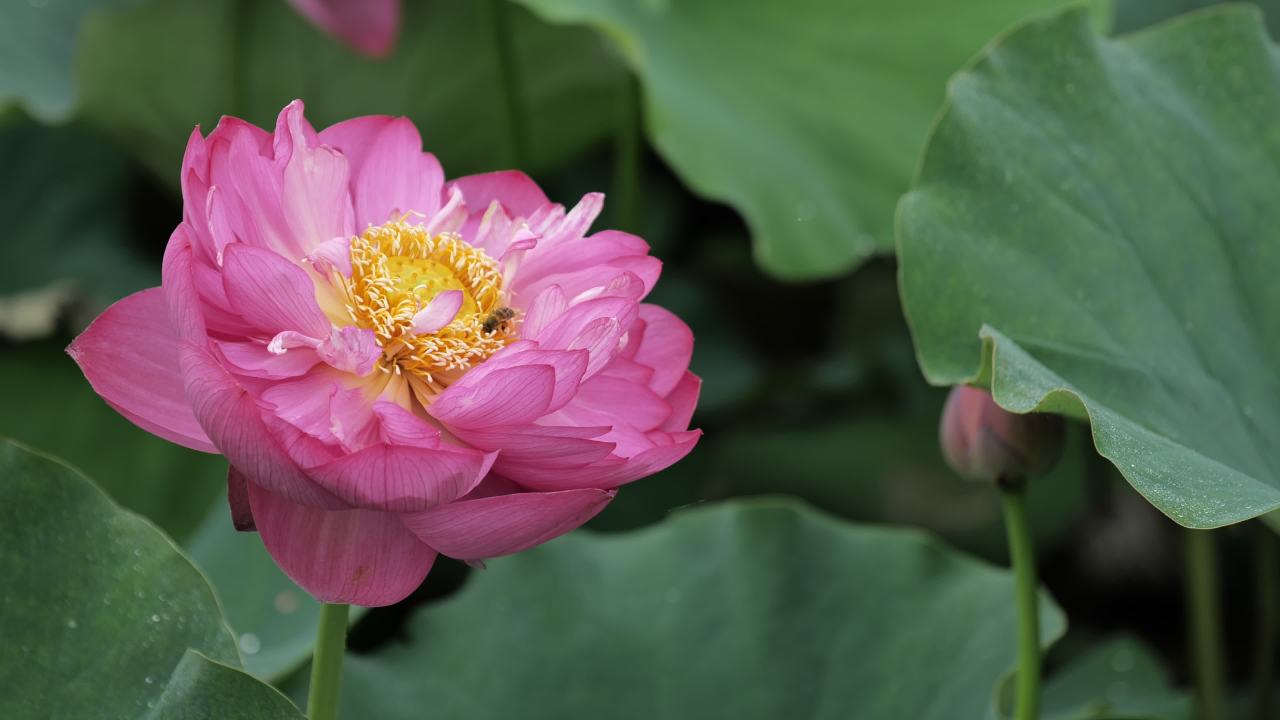 荷花 17