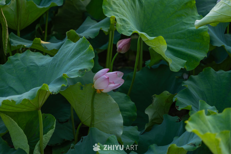 古楼荷花 26