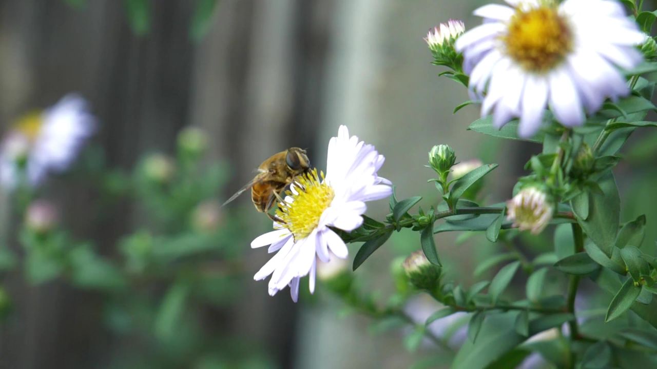 蜜蜂自然花季节
