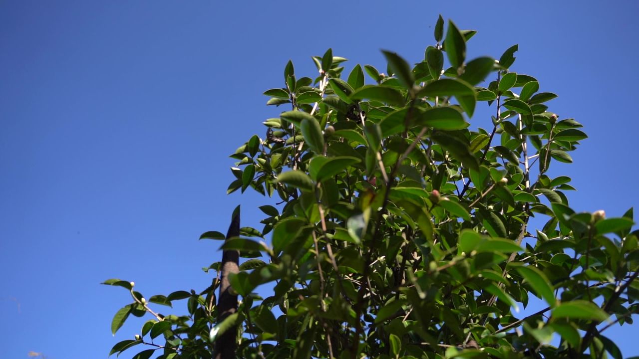 古茶树