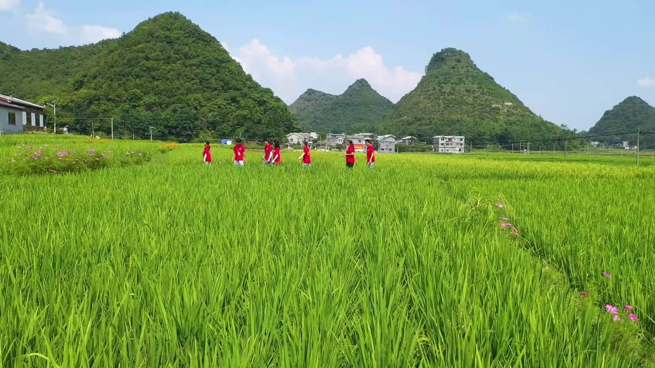 大学生青年志愿者田间户外实践助力乡村振兴