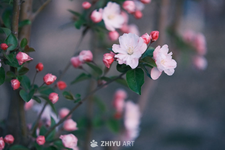 春天海棠花 6