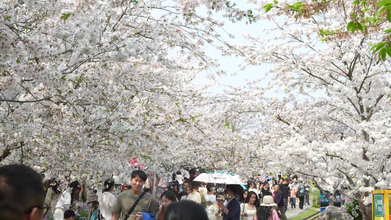 春日赏樱花的人们
