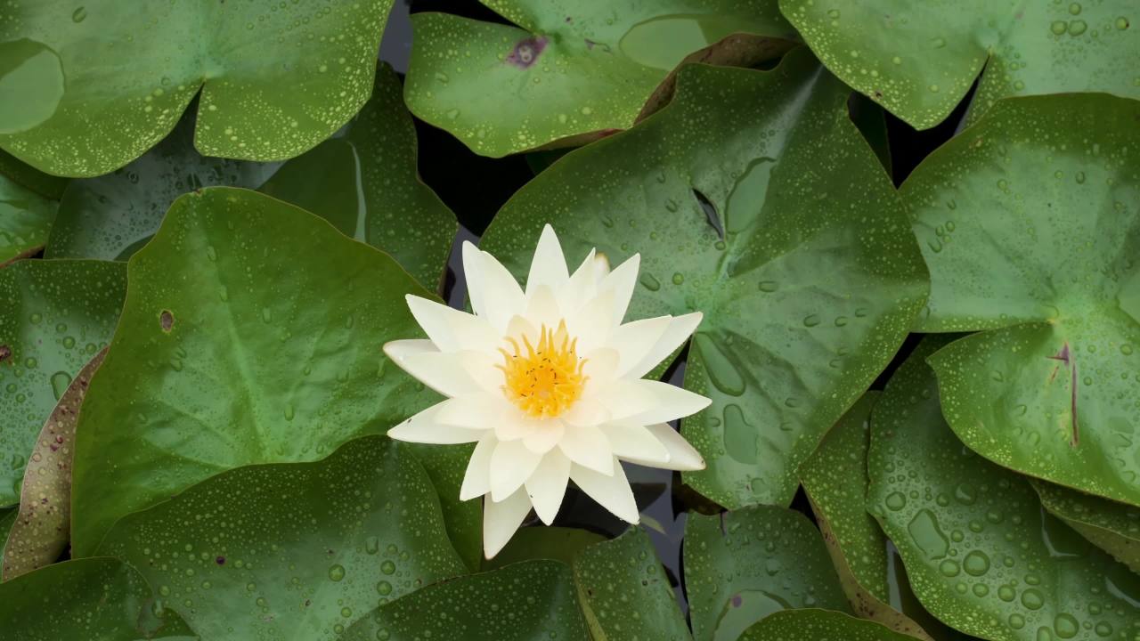 静谧的莲花
