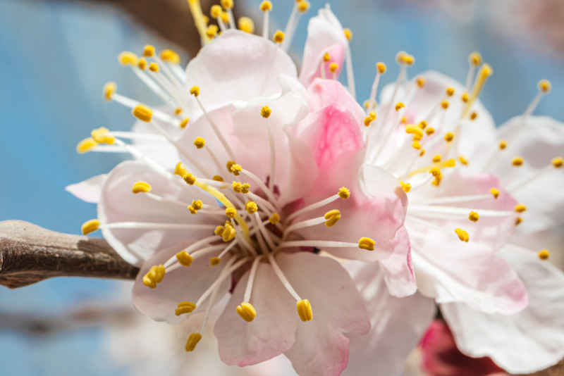 桃花