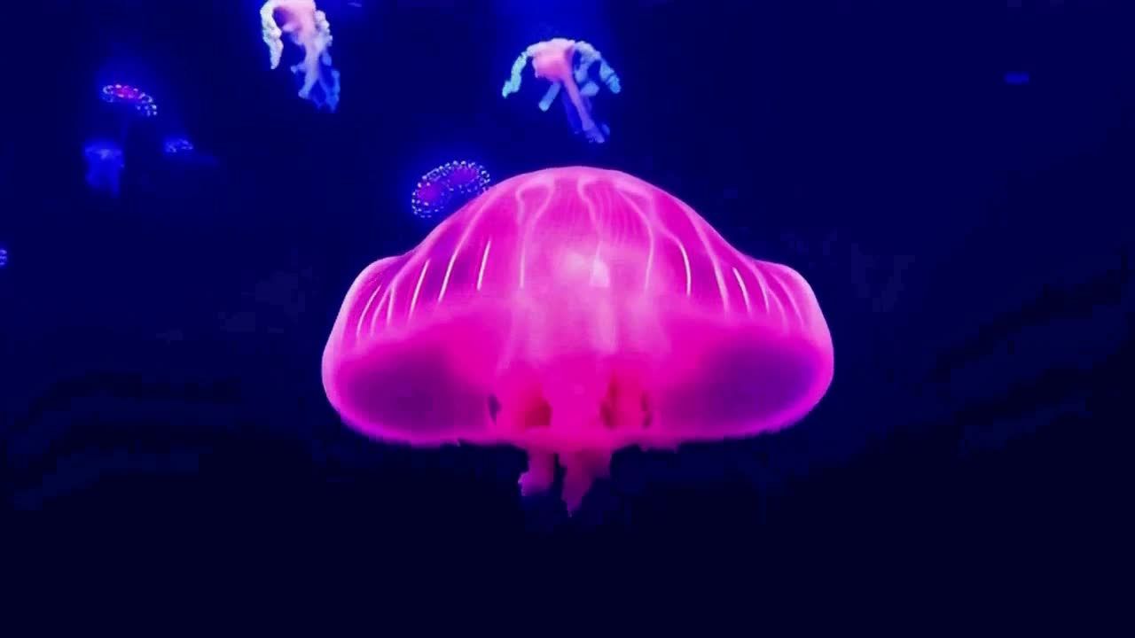 粉色的霓虹发光水母在黑暗的水域中缓慢游动，背景中可