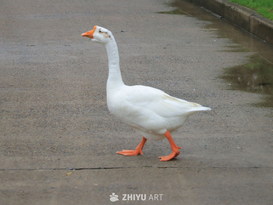 白鹅漫步水泥路