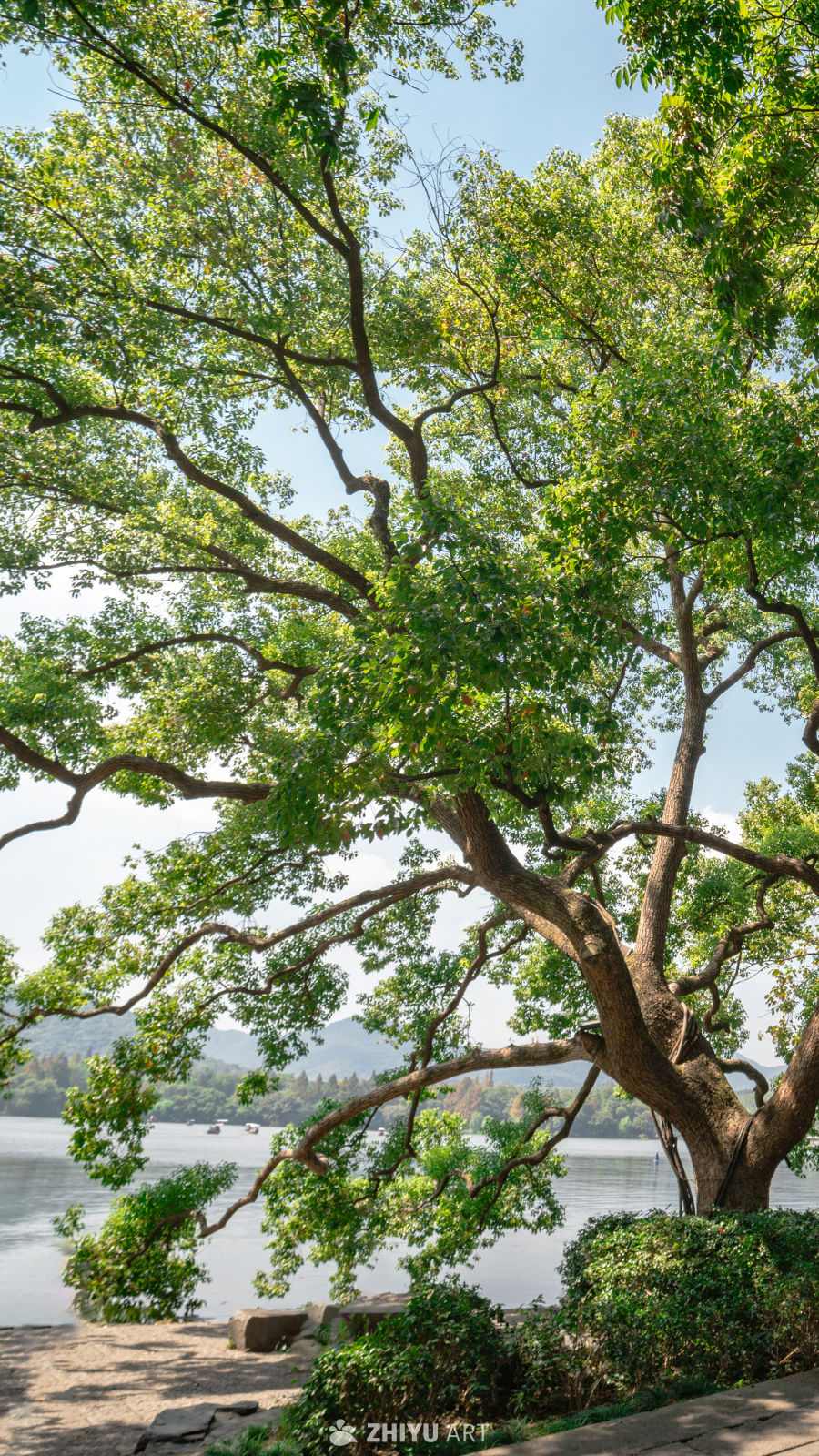 树是另一种意义上的海