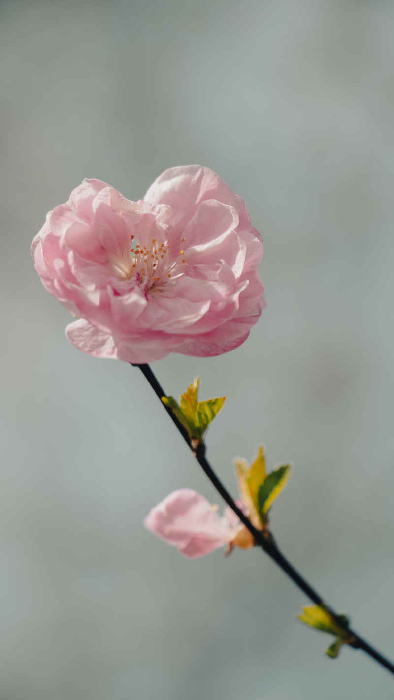 桃花盛开