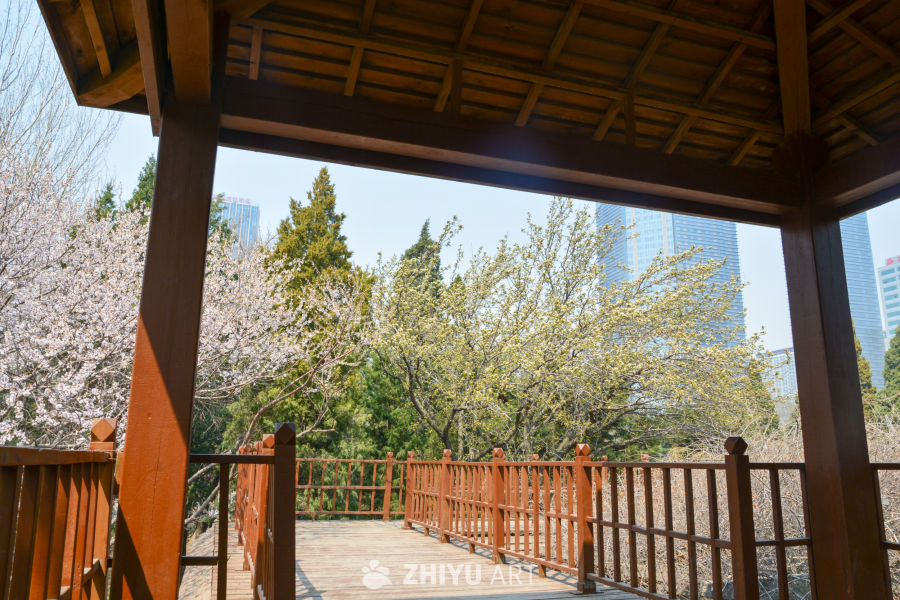 春花山桃