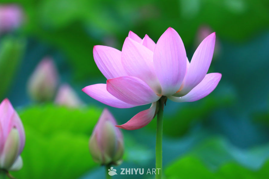 盛夏荷花 250