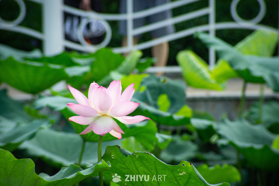 荷花 11