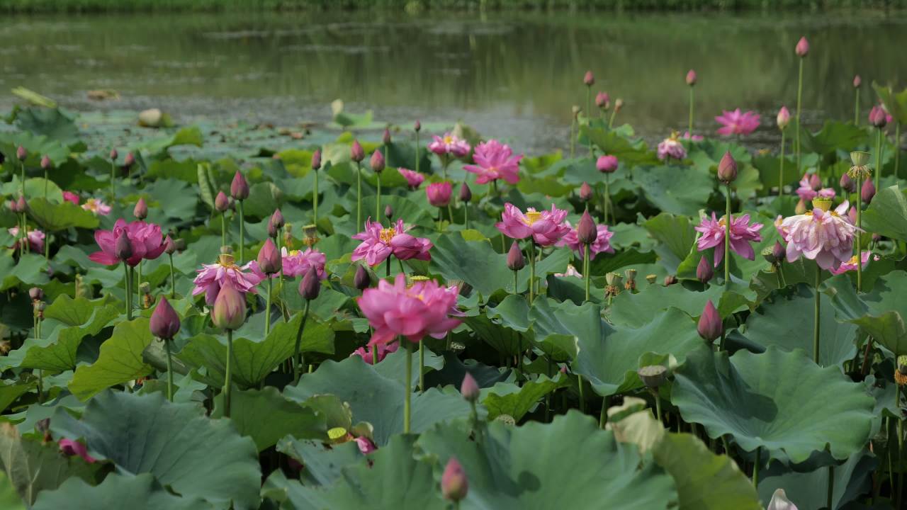 荷花 59
