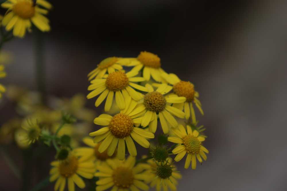 雏黄菊花